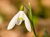 Sněženka podsněžník (Galanthus nivalis) je charakteristická rozdíly v kresbě květu. Přírodní památka Dobříňský háj, Polabí, 16. 3. 2012.