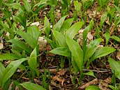Česnek medvědí (Allium ursinum L.) roste také na území hlavního města. Údolí Šáreckého potoka, Přírodní park Šárka - Lysolaje, Praha 6, 13. dubna 2013.