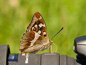 batolec duhový (Apatura iris) se pohodlně usadil na objektivu fotoaparátu. Milovice 27. června 2010