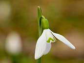 Sněženka podsněžník (Galanthus nivalis) nedaleko Obříství. Zdánlivě stejné květy mají občas rozdílné zdobení zelenou barvou. Fotografováno 23. 3. 2011.