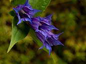 Hořec tolitovitý (Gentiana asclepiadea) kvete od července do září. Květy jsou sytě modré, 5-četné. Patří mezi ohrožené druhy naší květeny (C3). Krkonoše, okolí Harrachova, září 2012.