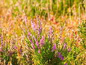 Vřes obecný (Calluna vulgaris) tvoří v Brdech bohaté porosty i díky působení armády. Nejkrásnější je někdy kolem poloviny srpna, v září už se hledají kvetoucí keříky obtížněji.