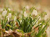 Sněženka podsněžník (Galanthus nivalis), místními nazývaná též sněženka předjarní, má ráda především lužní lesy a vlhké louky. Přírodní památka Dobříňský háj, Polabí, 16. 3. 2012.
