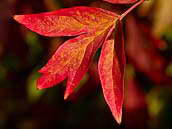 Pivoňkovité (Paeoniaceae) můžete obdivovat nejen v době květu, ale také na podzim, kdy listy mnoha druhů září sytými barvami. Počátek října, botanická zahrada v Praze Troji.