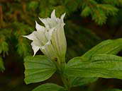 Jediná rostlina hořce tolitovitého (Gentiana asclepiadea) kvetla podél lesní cesty bíle. Všechny ostatní hořce měly onu známou sytě modrou barvu. Hořec tolitovitý patří mezi ohrožené druhy naší květeny (C3). Krkonoše, září 2012.