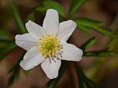 Sasanka hajní (Anemone nemorosa) mívá 4 - 10 okvětních lístků, nejčastěji 6. Duben 2013, Polabí.