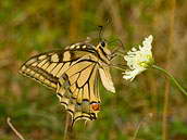 Otakárek fenyklový - Papilio machaon Linnaeus, 1758, Český kras, Koněprusy - Zlatý kůň, červenec 2010.