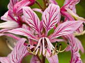 Třemdava bílá (Dictamnus albus) bývá označována jako rostlina s jedním z nejhezčích květů v naší přírodě. Patří mezi naše ohrožené rostliny (C3). CHKO Český kras, červen 2010.