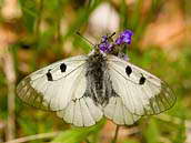 Jasoň dymnivkový (Parnassius mnemosyne, Linné, 1758) má jedinou generaci v roce. Motýl je stále vzácnější a na mnoha územích zcela vymizel. Slovenská republika, Slovenský kras, květen 2009.