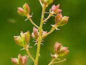 Třemdava bílá (Dictamnus albus) upoutá i po odkvětu svými plody - tobolkami. Třemdava patří mezi naše ohrožené rostliny (C3). CHKO Český kras, červen 2009.