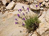 Levandule lékařská (Lavandula angustifolia), divoká levandule označovaná jako Sauvage. Svahy Mont Ventoux. Francie, Provence, department Vaucluse, 15. 7. 2019.