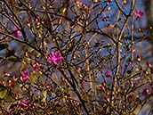 Pěnišník (Rhododendron) (česky také rododendron, azalka) je rod rostlin náležící do čeledi vřesovcovité (Ericaceae). Botanická zahrada UK, Na Slupi, Praha, únor 2014.