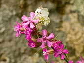 Bělásek řeřichový (Anthocharis cardamines) patří mezi první jarní motýly. NP Podyjí, květen 2010. 