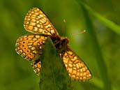 Hnědásek chrastavcový (Euphydryas aurinia) je kriticky ohrožený motýl patřící k nejohroženějším druhům denních motýlů v Evropě. Na území České republiky se nachází pouze v západních Čechách. Fotografováno v červnu 2011.