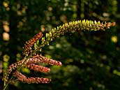 Kýchavice černá (Veratrum nigrum) je zapsána mezi kriticky ohrožené druhy naší květeny (C1). Roste ve světlých lesích a na suchých loukách středních poloh. Džbán, srpen 2011.
