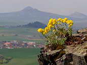Tařice skalní (Aurinia saxatilis L.) zdobí koncem dubna a počátkem dubna mnohé prosluněné skály a zdi zřícenin. Foceno 26. dubna 2012 na vrchu Košťál v Českém středohoří.