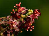 Detail květu kýchavice černé (Veratrum nigrum). Tato rostlina je zapsána mezi kriticky ohrožené druhy naší květeny (C1). Džbán, srpen 2011.
