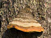 Na kmenech mrtvých smrků se objevují dřevokazné houby z čeledi chorošovitých. Cestou na Luzný (Lusen), konec září 2011.