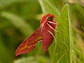 Lišaj kyprejový (Deilephila porcellus) patří k menším lišajům. Motýl létá v květnu až červnu, někdy ještě v druhé generaci v sprnu. Fotografováno 1. května 2011, Pavlovské vrchy.