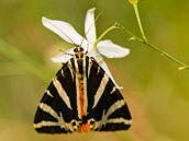 Přástevník kostivalový (Callimorpha quadripunctaria) odpočívá na květu bělozářky větevnaté. Srpen 2010, Český kras.