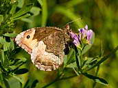 Okáč bělopásný (Hipparchia alcyone). Kriticky ohrožený druh, blízko vymření, jeden z našich nejohroženějších motýlů. V letech 1995 - 2001 byl pozorován pouze v 7 mapových čtvercích v celé České republice. Fotografováno v červenci 2011 na Sedlčansku.