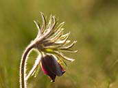 Koniklec luční český (Pulsatilla pratensis subsp. bohemica) je silně ohroženým druhem (C2) z čeledi pryskyřníkovité. Fotografováno 9. dubna 2011 na PP Pitkovická stráň na okraji Prahy.