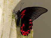 Papilio memnon z čeledi otakárkovití má zajímavě zdobenou především spodní stranu křídel. 
