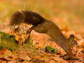 Veverka obecná (Sciurus vulgaris) s vlašským ořechem v tlamě míří do skrýše. Mladá Boleslav, lesopark Štěpánka, 13. listopadu 2011.