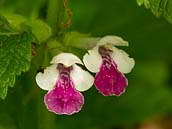 Medovník meduňkolistý (Melittis melissophyllum) patří k vzácnějším druhům naší květeny vyžadujícím pozornost(C4). CHKO Český kras, květen 2014.