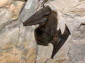 Netopýr černý - Barbastella barbastellus (Schreber, 1774) zvaný též netopýr mopsličí, saukušan, srostlouch či ušan širokouchý. Štola u lomu Mořina, CHKO Český kras, 3. února 2011. 
