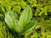 Hořec žlutý (Gentiana lutea) se používá v lidovém léčitelství a při výrobě hořkých likérů. Při sběru dochází k nebezpečné záměně se smrtelně jedovatou kýchavicí bílou. Fotografováno v červenci 2011 v Alsasku - Réserve naturelle de Tanet-Gazon du Faing. 
