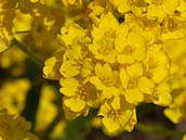 Tařice skalní (Aurinia saxatilis L.) patří do čeledi brukvovitých. Výrazně žluté květy jsou uspořádány v hustých hroznech vzájemně skládajících chocholík. Jednotlivé květy stopkaté, 4četné, žluté, 