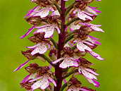 Vstavač nachový (Orchis purpurea) z čeledi vstavačovité patří mezi silně ohrožené druhy naší flóry (C2). České středohoří, květen 2010.
