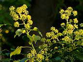 Břečťan popínavý (Hedera helix) kvete od července do listopadu. Květy se objevují až na starších rostlinách. Fotografováno 16. září 2011 v Praze na Olšanských hřbitovech. 