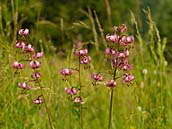 Lilie zlatohlavá - Lilium martagon Roste obvykle ve světlých lesích, ve vyšších polohách se nevyhýbá ani otevřeným loukám. Bílé Karpaty, národní přírodní rezervace Jazevčí, červenec 2013.
