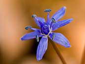 Ladoňka vídeňská (Scilla vindobonensis Speta) je druh jednoděložné rostliny z čeledi hyacintovité (Hyacinthaceae). Patří k ohroženým druhům naší květeny (C3). Fotografováno 16. 3. 2012 v přírodní rezervaci Pístecký les v Poohří.