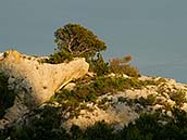 Monte Saraceno se skládá ze tří kopců s výškou od 230 – 260 m n.m, které nabízí výhled na Jaderské moře. Kopce jsou hustě pokryté především borovicí alepskou (Pinus halepensis).