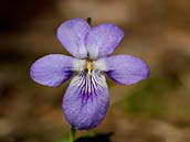 Violka Rivinova (Viola riviniana) je mezi violkami majícími lodyhu zaměnitelná s violkou lesní (Viola reichenbachiana). Květní stopky nesou nevonné květy s bledě modrou širokou korunou a bílou válcovitou ostruhou. České středohoří, duben 2012.