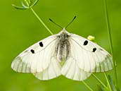 Jasoň dymnivkový (Parnassius mnemosyne, Linné, 1758) je ohrožený druh motýlů ČR. V Československu byl v minulosti místy hojný. V současnosti v Čechách již asi vyhynul a žije pouze na Moravě.

