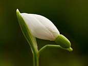 Sněženka podsněžník (Galanthus nivalis) se chystá rozkvést. Přírodní památka Dobříňský háj, Polabí, 16. 3. 2012.