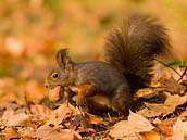 Veverka obecná (Sciurus vulgaris) utíká s ořechem do své lesní zimní skrýše. Lesopark Štěpánka, Mladá Boleslav, 13. listopadu 2011.